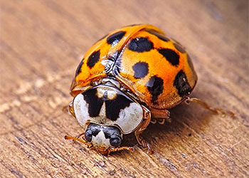 Asian Beetle