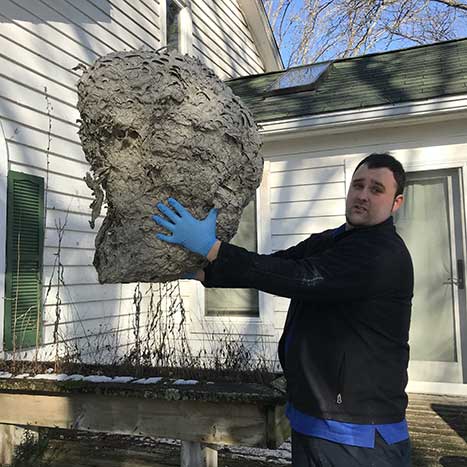 One of the largest yellow jacket nests in a home in Northern Illinois!